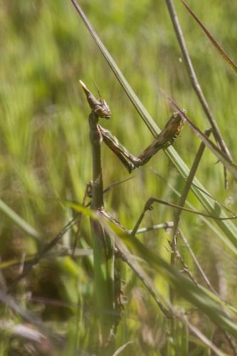 Réf. 205 208 : Empusa pennata